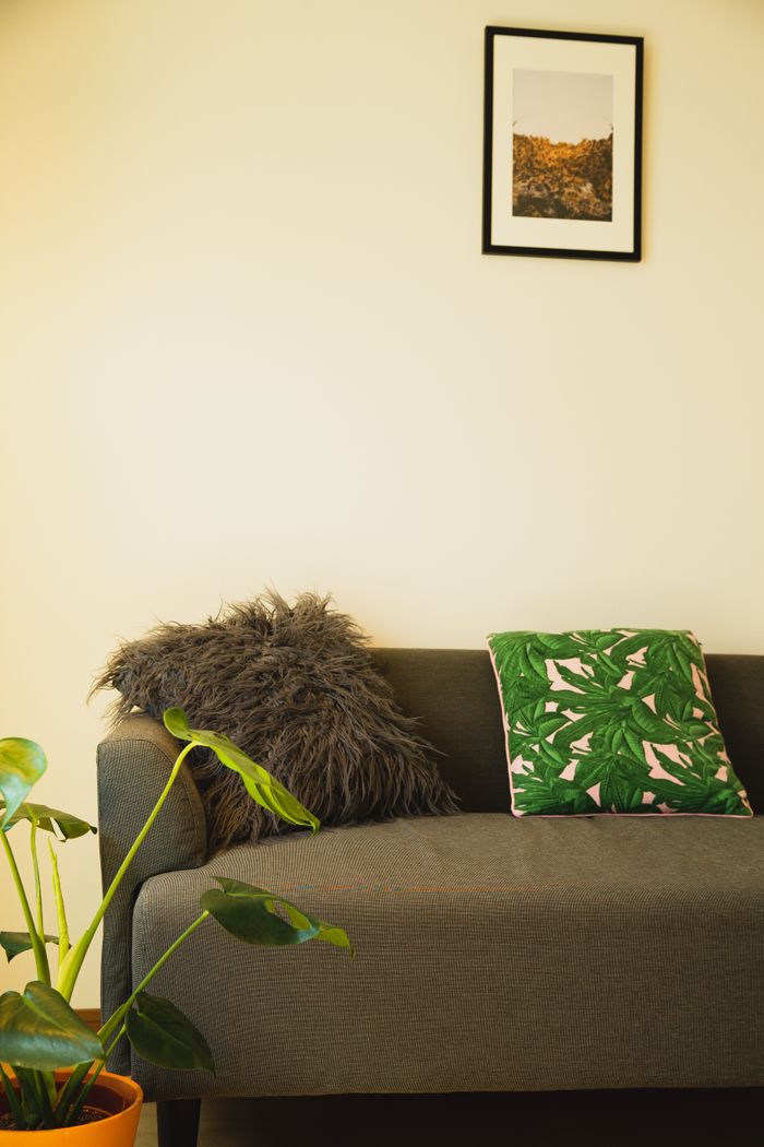 Comfortable couch with cushions near green plant with photo hanging on wall in apartment